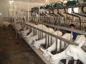 ������(918)�ٷ���վ - ���������